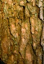 Pine bark texture Royalty Free Stock Photo