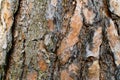Pine bark texture Royalty Free Stock Photo