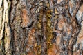 Pine bark texture Royalty Free Stock Photo