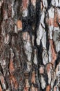 Pine bark with traces of fire, pinus canariensis