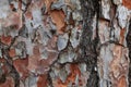 Pine bark with traces of fire texture