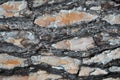 Pine bark detail Royalty Free Stock Photo