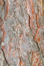Pine bark Royalty Free Stock Photo
