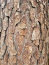 Pine bark texture background. Tree close up. Nature backdrop. Royalty Free Stock Photo
