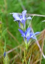 Pine Barrens Gentians Royalty Free Stock Photo