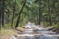 Pine Barrens Road Royalty Free Stock Photo