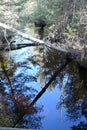 Pine Barrens Stream Royalty Free Stock Photo