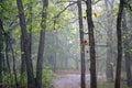 Pine Barrens Sunshower