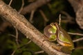 Pine Barrens Treefrog Royalty Free Stock Photo