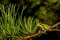 Pine Barrens Treefrog