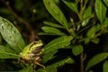 Pine Barrens Treefrog