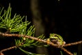 Pine Barrens Treefrog