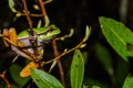 Pine Barrens Treefrog Royalty Free Stock Photo