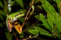 Pine Barrens Treefrog Royalty Free Stock Photo