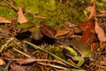 Pine Barrens Treefrog Royalty Free Stock Photo