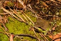 Pine Barrens Treefrog Royalty Free Stock Photo