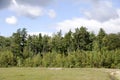 Pine Barrens Trees