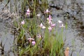 Pine Barrens Wild Orchids Royalty Free Stock Photo