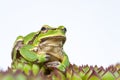 Pine barres green tree frog on a sempervivum royanum plant Royalty Free Stock Photo