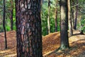 Pine with beautiful bark on the trunk in a forest in the early s