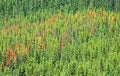 Pine beetle damage Royalty Free Stock Photo