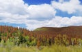 Pine Beetle Damage - Global Warming Concept