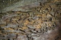 Pine Beetle tracks on fallen Scots Pine in Caledonian Forest in Scotland Royalty Free Stock Photo