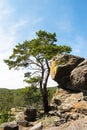 Pine, big rocks. forest landscape against a blue sky. lone pine. Royalty Free Stock Photo