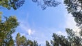 Pine, birch and aspen trees grow in the city park. Their crowns rise high into the blue sky. Above them, feathery clouds float in Royalty Free Stock Photo