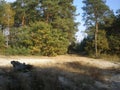 Pine and birch forest, a crossroads in the forest autumn tree shadows