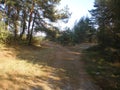 Pine and birch forest, a crossroads in the forest autumn tree shadows