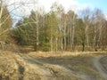 Pine and birch forest, a crossroads in the forest autumn tree shadows