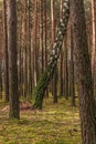 Pine-birch forest in early autumn