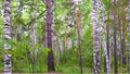 Pine-birch forest. Withered long branches of large pine in the foreground among young birches and pines.
