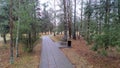 Among the pine and birch trees of the city park is a pedestrian path of concrete tiles. Next to it is a trashcan and a metal and w Royalty Free Stock Photo
