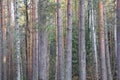 Pine and birch trunks, autumn forest, forest background with tree trunks Royalty Free Stock Photo