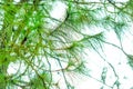 pine blades with rain drops for background, weather in winter