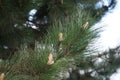 Pine blossom in May. A pine is any conifer tree or shrub in the genus Pinus of the family Pinaceae. Berlin, Germany Royalty Free Stock Photo