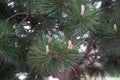 Pine blossom in May. A pine is any conifer tree or shrub in the genus Pinus of the family Pinaceae. Berlin, Germany Royalty Free Stock Photo