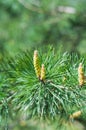 Pine blossoms