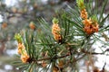 Pine blossoms in spring. plants.