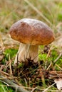 Pine bolete Royalty Free Stock Photo