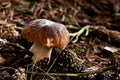 Pine bolete Royalty Free Stock Photo