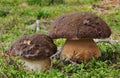 Pine bolete (Boletus pinophilus)