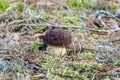 Pine bolete