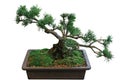 Pine Bonsai Royalty Free Stock Photo