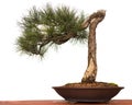 Pine Bonsai Royalty Free Stock Photo