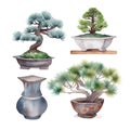 Pine bonsai collection. Hand drawn watercolor illustration.