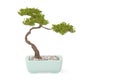 Pine bonsai.3D illustration.