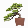 Pine bonsai Royalty Free Stock Photo